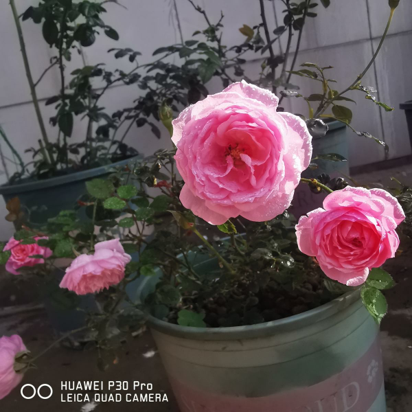 永远不开花的植物是什么