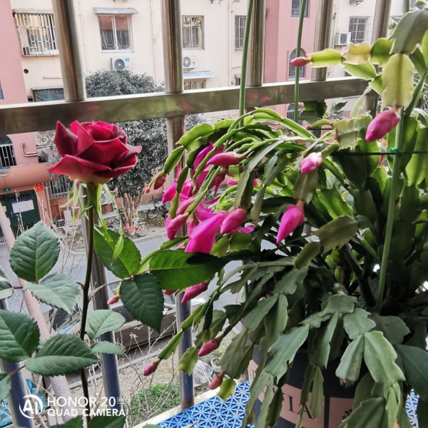 永远不开花的植物是什么
