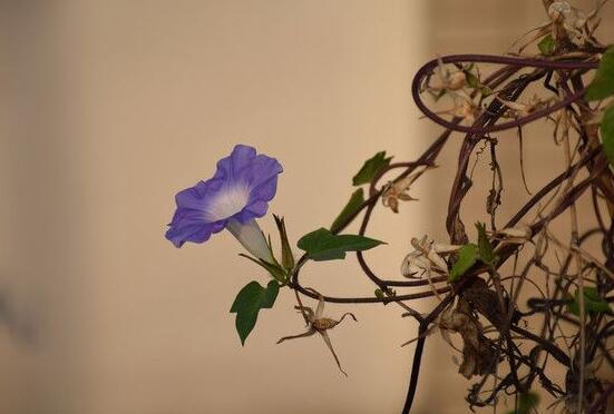 喇叭花花语和寓意是什么