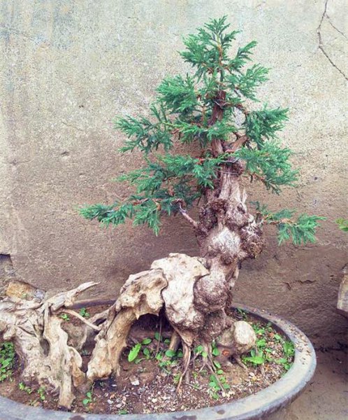 刺柏树怎么养才好
