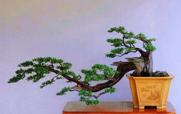 刺柏树怎么养才好