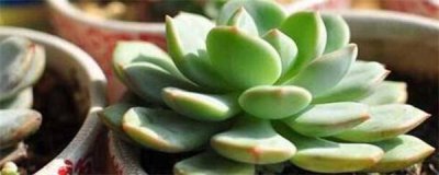 多肉植物怎么养才爆盆 详解多肉植物养护知识