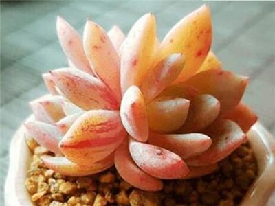 多肉植物怎么养才爆盆