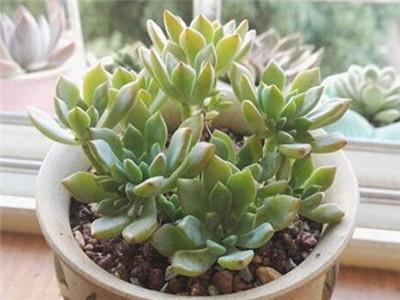 多肉植物怎么养才爆盆