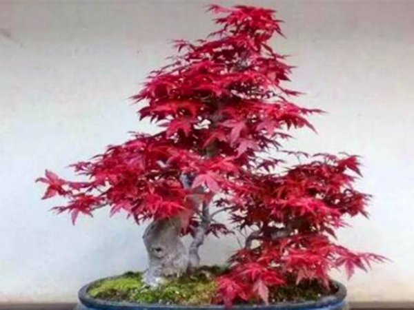 四季红枫怎么养殖