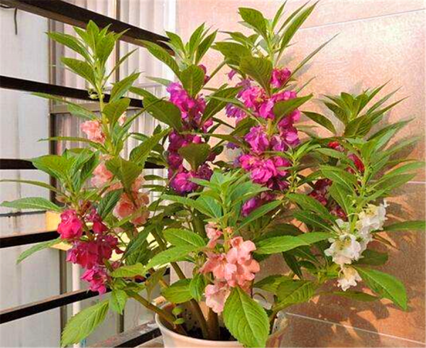 凤仙花一年开几次花