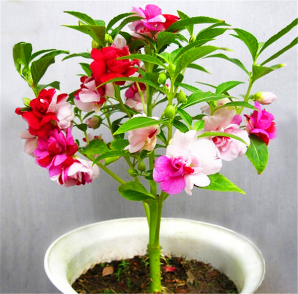 凤仙花一年开几次花
