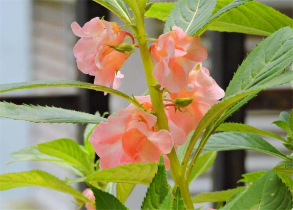凤仙花一年开几次花