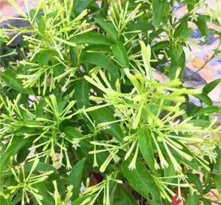 夜来香怎么开花好