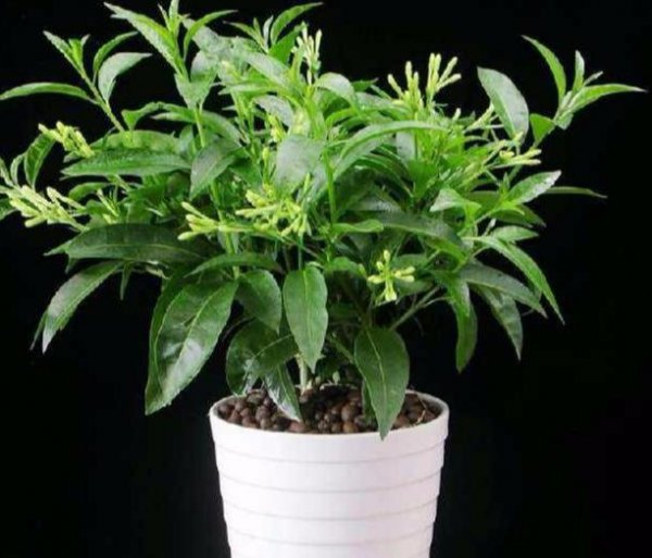夜来香怎么开花好