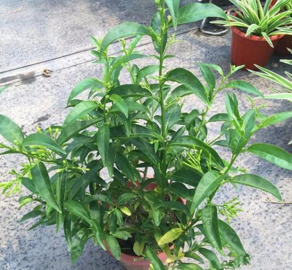 夜来香怎么开花好