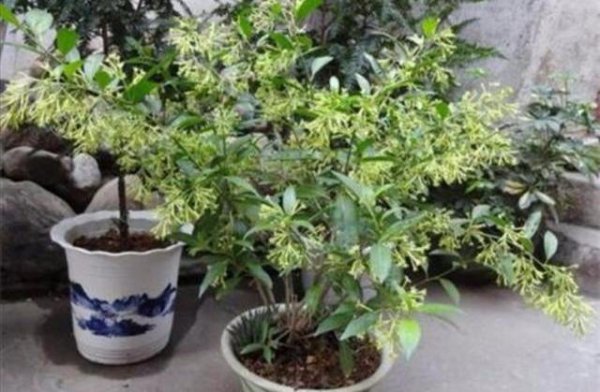 夜来香怎么开花好