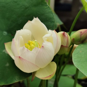 夏天常见的花有哪些 盘点夏天最有代表性的花