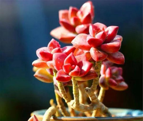 姬胧月怎么爆侧芽