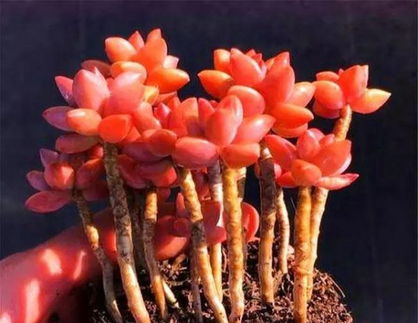 姬胧月怎么爆侧芽