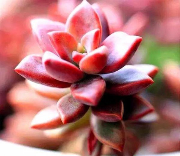 姬胧月怎么爆侧芽