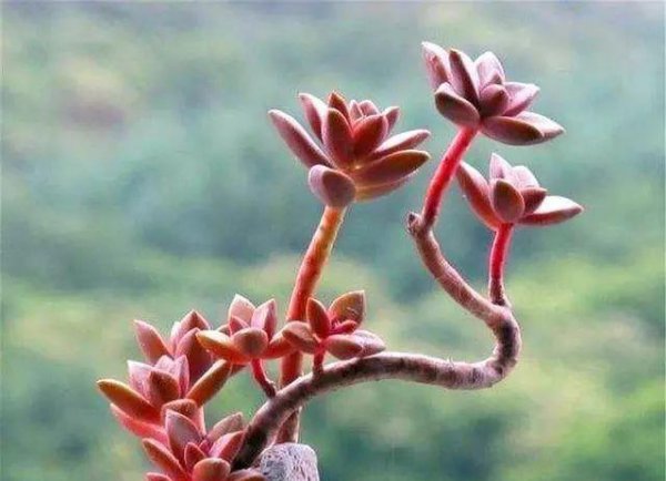姬胧月怎么爆侧芽