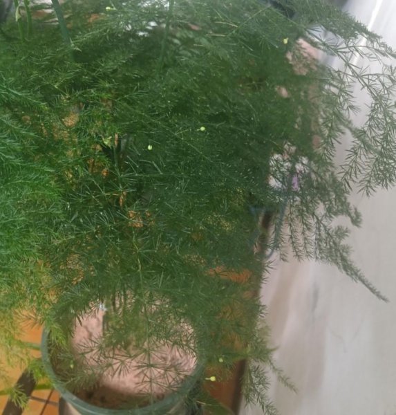 最矮的竹子是什么品种