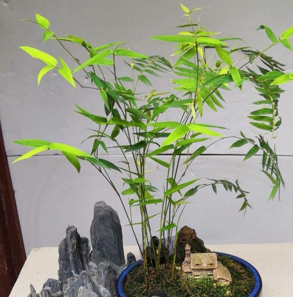 最矮的竹子是什么品种
