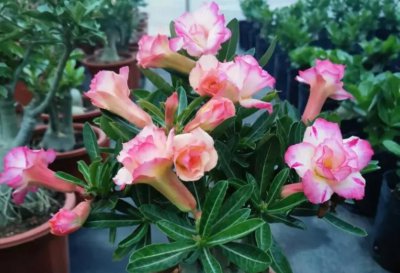 喜光的室内盆栽花卉有那些 好养的室内小盆栽花卉