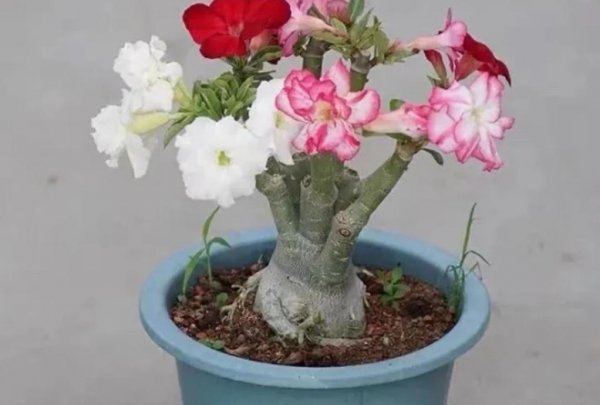 喜光的室内盆栽花卉有那些