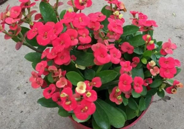 喜光的室内盆栽花卉有那些