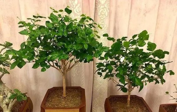 喜光的室内盆栽花卉有那些