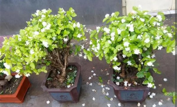 喜光的室内盆栽花卉有那些