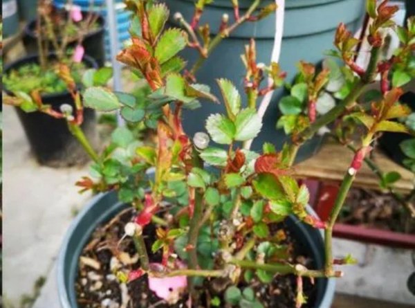 喜光的室内盆栽花卉有那些