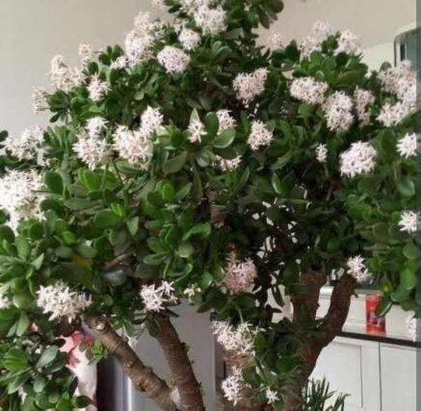 喜光的室内盆栽花卉有那些