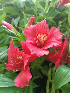 什么花代表友谊和祝福 象征闺蜜友谊的花介绍