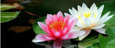 并蒂莲的象征意义是什么 双生花的寓意和花语