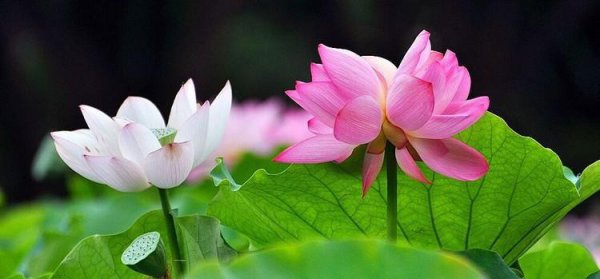 并蒂莲的象征意义是什么