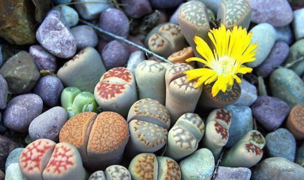 生石花怎么养护