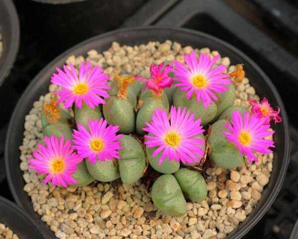生石花怎么养护