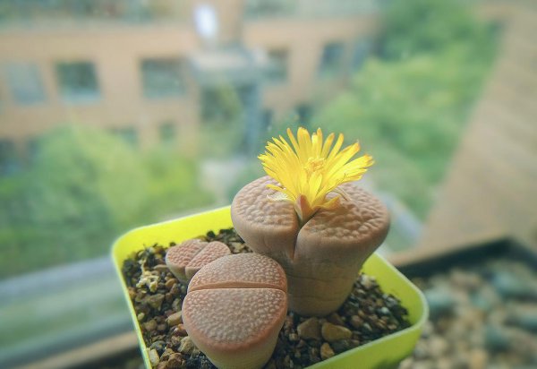 生石花怎么养护