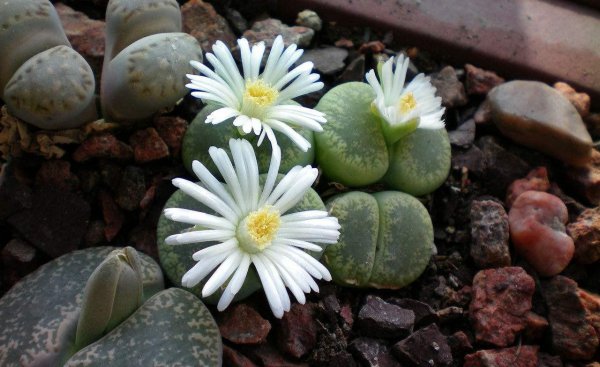 生石花怎么养护