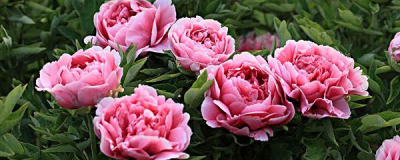 牡丹什么时候开花 牡丹花花期简单介绍