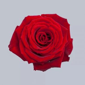 红玫瑰花代表什么意思 浅谈红玫瑰真正的花语