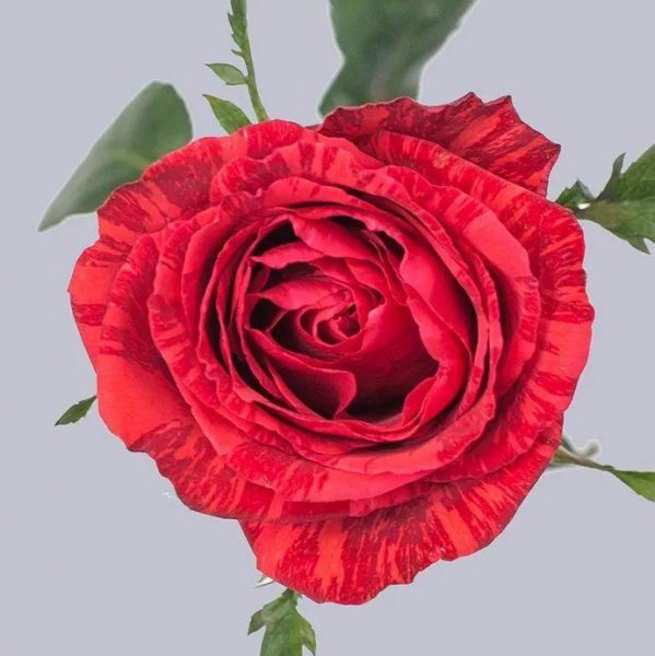 红玫瑰花代表什么意思