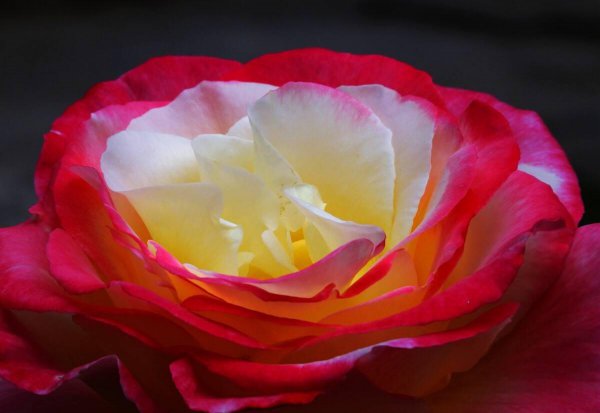 月季花花语和寓意是什么