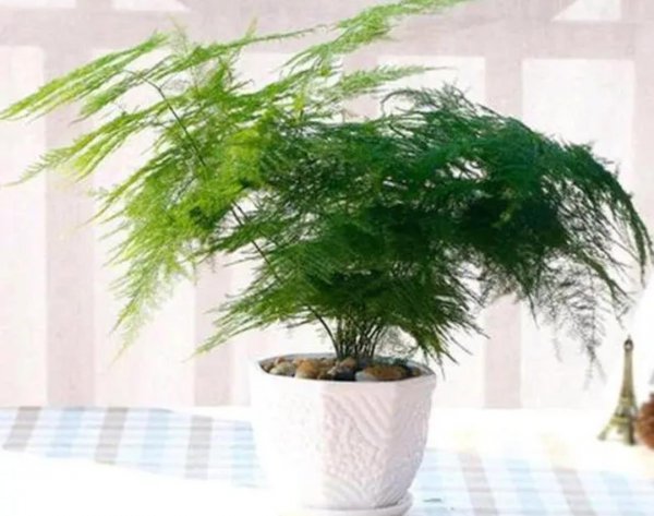 卧室里适合养什么花