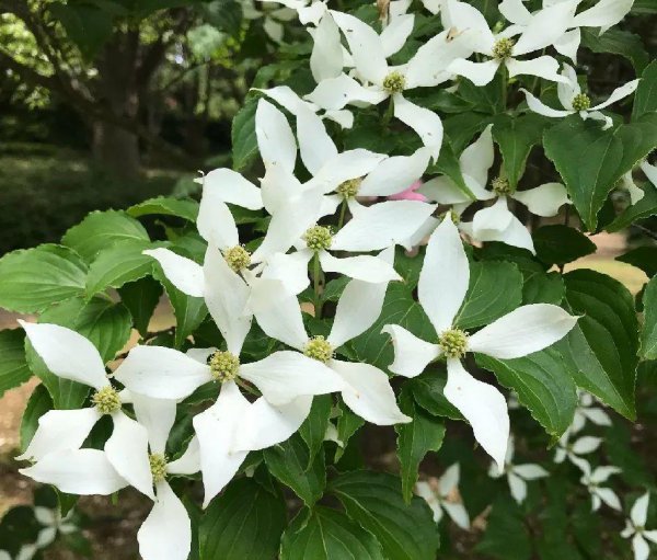 喜阴的开花植物都有哪些