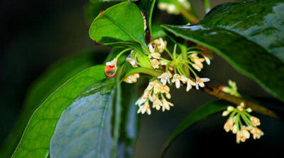 桂花开放在什么季节 有关桂花花期简介