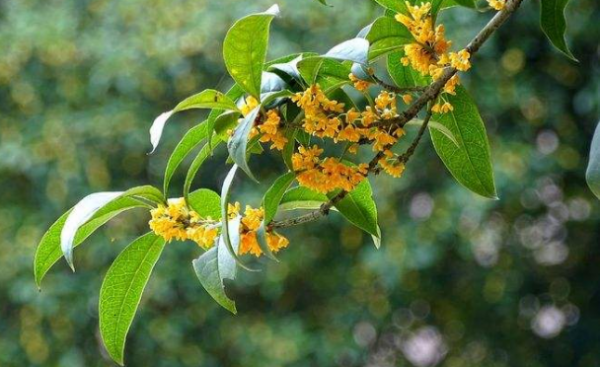 桂花开放在什么季节