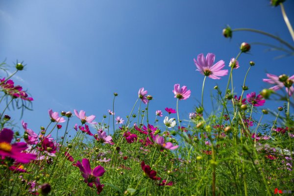 波斯菊哪个季节开花