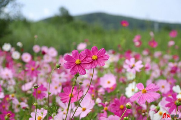 波斯菊哪个季节开花
