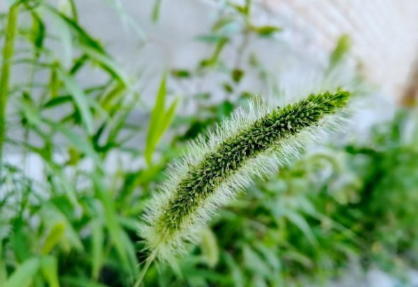 送狗尾巴草的花语是什么