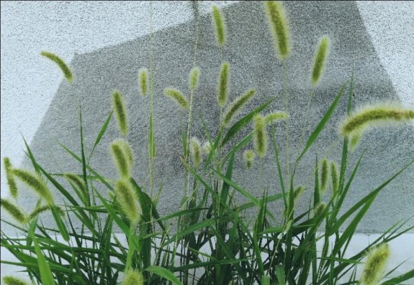 送狗尾巴草的花语是什么