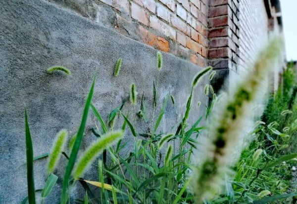 送狗尾巴草的花语是什么